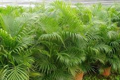 室内装饰设计中绿色植物的选用