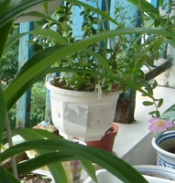 室内空间常用绿色植物